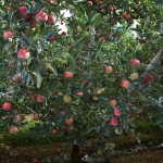 Cuyama Orchards, New Cuyama CA apple tree