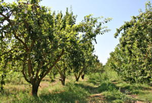 etheridge-organics-farm rows of organic fruit trees