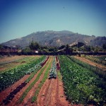 Frecker Farms- Carpenteria CA rows of vegetables with mountains in the background