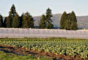 john-givens-farm picture of greenhouse and rows of vegetables