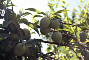 kens-top-notch-produce picture of plums growing