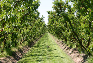 olson-family-farm rows of stone fruit trees