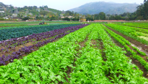 sunrise farm rows of basil, lettuce, kale with a tractor off in the distance