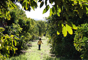 sycamore-hill-ranch girl walking through rows of avocado trees