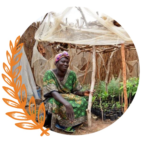 Picture of African Farmer in her nursery with baby trees